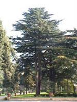 ND Msa Cedrus Libani 50 ml