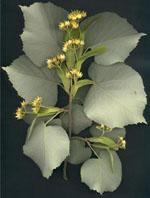 ND Msa Tilia Tomentosa 50 ml
