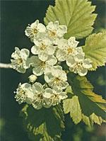 ND Msa Crataegus Oxyaca 50 ml
