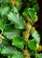 ND Msa Fagus Sylvatica 50 ml