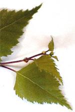ND Msa Betula Verrucosa 50 ml