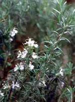 ND Msa Rosmarinus Offic 50 ml