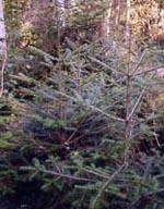 ND Msa Abies Pectinata 50 ml