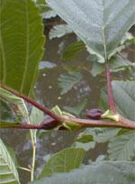 ND Msa Alnus Glutinosa 50 ml