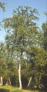 ND Msa Betula Pubescens 50 ml