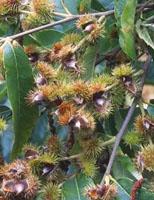 ND Msa Castanea Vesca 50 ml