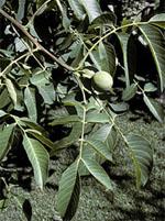 ND Msa Juglans Regia 50 ml