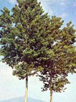 ND Msa Populus Nigra 50 ml