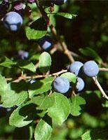 ND Msa Prunus Spinosa 50 ml