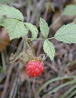 ND Msa Rubus Idaeus 50 ml