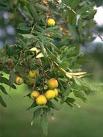 ND Msa Sorbus Domestica 50 ml