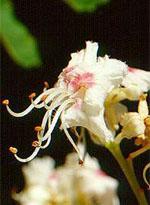 ND Msa Aesculus Hippoca 50 ml