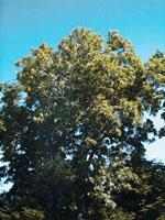 ND Msa Fraxinus Excels 50 ml
