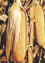 ND Msa Zea Mays 50 ml