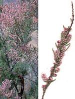 ND Msa Tamarix Gallica 50 ml