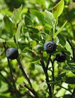 ND Msa Vaccinium Myrtil 50 ml