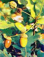 ND Msa Quercus Peduncol 50 ml