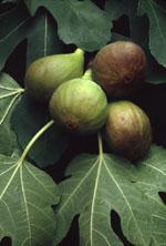 ND Msa Ficus Carica 50 ml