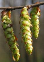 ND Msa Carpinus Betulus 50 ml
