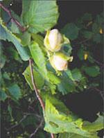 ND Msa Corylus Avellana 50 ml