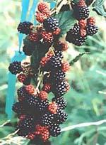 ND Msa Rubus Fructicosu 50 ml