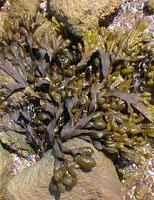 ND Tsa Fucus Vesiculos 50 ml