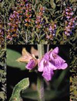 ND Tsa Salvia Officinalis 50 ml