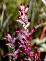 ND Tsa Fumaria Officinalis 50 ml