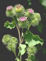 ND Tsa Arctium Lappa 50 ml