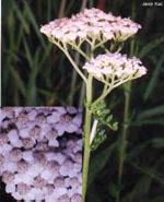 ND Tsa Achillea Millefoglie 50 ml