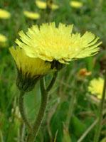 ND Tsa Hieracium Pilosella 50 ml