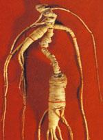 ND Tsa Panax Ginseng 50M