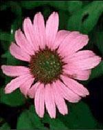 3117 TSA ECHINACEA ANGUSTIFOLIA50ML