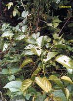 ND Tsa Uncaria Tomentosa 50 ml