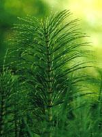 ND Tsa Equisetum Arvense 50 ml