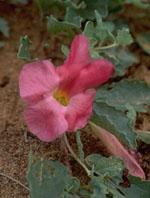 ND Tsa Harpagophytum 50 ml