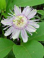 ND Tsa Passiflora Incarnata 50 ml