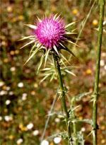 ND Tsa Sylibum Marianum 50 ml