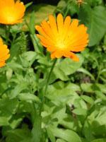 ND Tsa Calendula Officinalis 50 ml