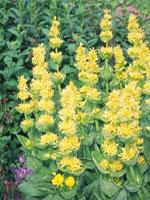 ND Tsa Gentiana Lutea 50 ml