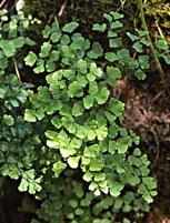 ND Tsa Adiantum Capillus 50 ml