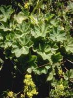 ND Tsa Alchemilla Vulgaris 50 ml