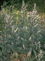 ND Tsa Artemisia Vulgaris 50 ml