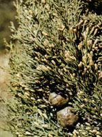 ND Tsa Cupressus SEMPERVIRENS50ML