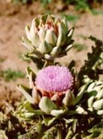 ND Tsa Cynara Scolymus 50 ml