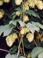 ND Tsa Humulus Lupulus 50 ml
