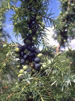 ND Tsa Juniperus Communis 50 ml