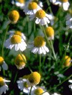 ND Tsa Matricaria Chamomilla 50 ml