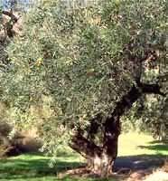 ND Tsa Olea Europea 50 ml