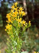 ND Tsa Solidago Virgaurea 50 ml